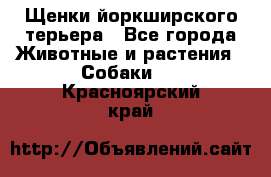 Щенки йоркширского терьера - Все города Животные и растения » Собаки   . Красноярский край